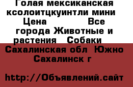 Голая мексиканская ксолоитцкуинтли мини › Цена ­ 20 000 - Все города Животные и растения » Собаки   . Сахалинская обл.,Южно-Сахалинск г.